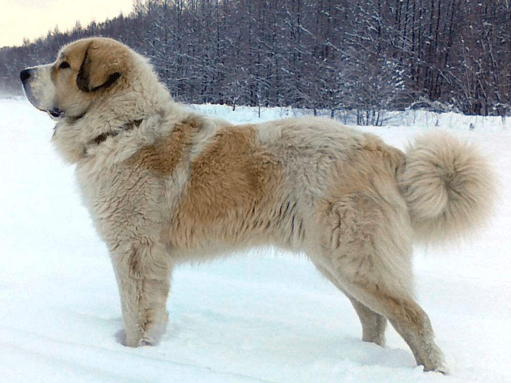 Pyrenean Mastiff Dogs