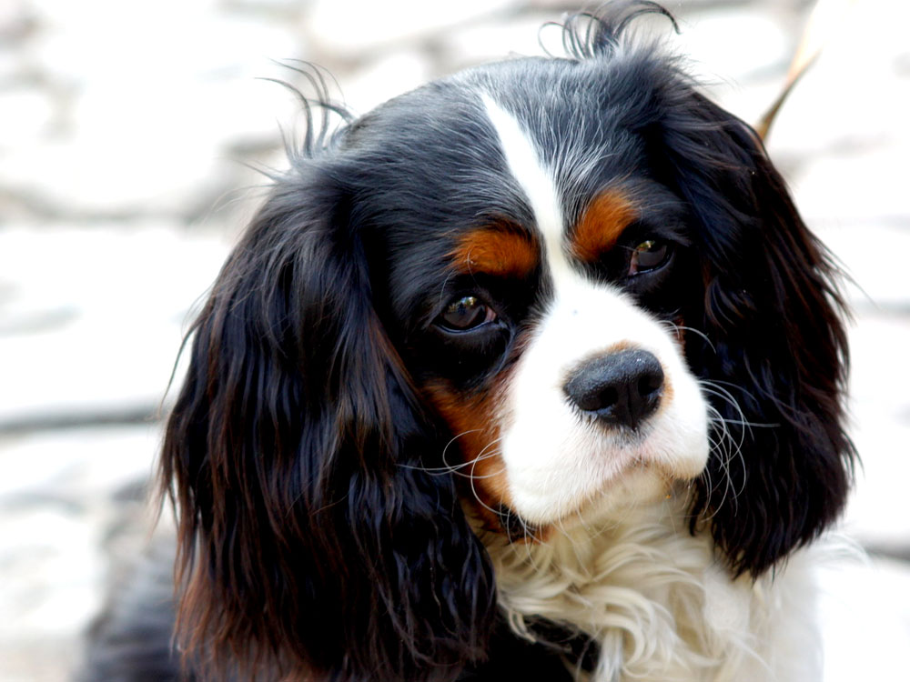 Cavalier King Charles Spaniels in the UK