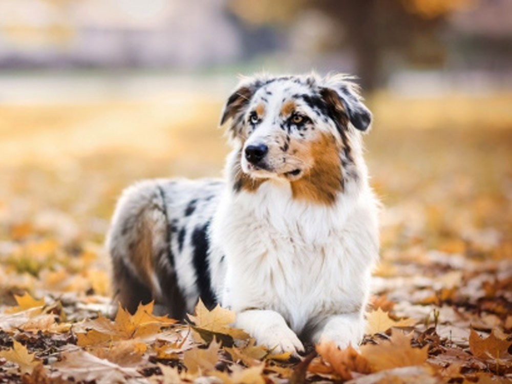 Australian Shepherd Puppy